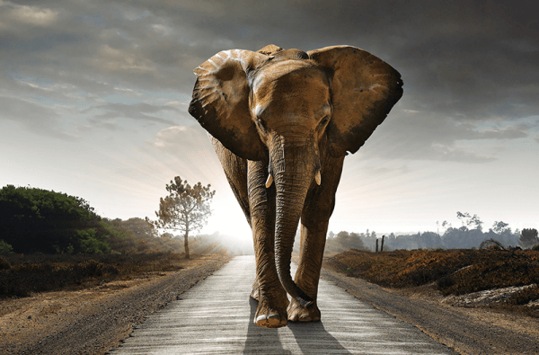 1500 ton Dnevna poraba materiala, kar je približno enako teži 250 afriških slonov.