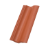 Synus Korall